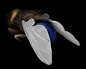 Blowflies: Scanning Electron Micrograph (SEM): Blowfly / Bluebottle Fly