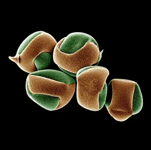 Scanning: Scanning Electron micrograph (SEM): Cactus Pollen grains