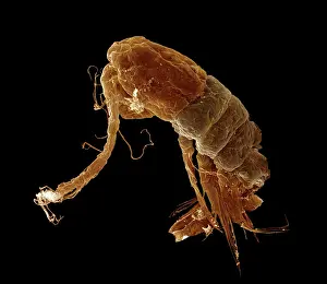Zooplankton: Scanning Electron Micrograph (SEM): Calanus sp