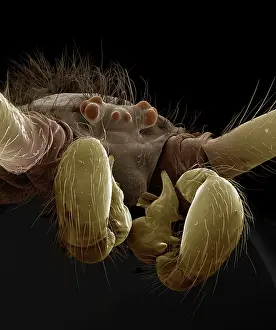 Pholcus: Scanning Electron Micrograph (SEM): Cellar / Daddy-long-legs