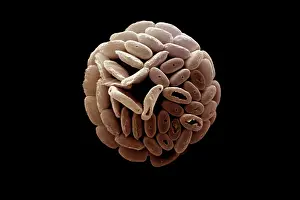 Calcareous: Scanning Electron Micrograph (SEM): Coccolithophore