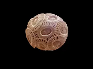 Calcareous: Scanning Electron Micrograph (SEM): Coccolithophore