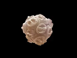 Calcareous: Scanning Electron Micrograph (SEM): Coccolithophore