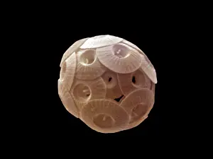 Scanning: Scanning Electron Micrograph (SEM): Coccolithophore