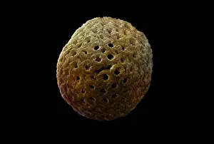 Scanning: Scanning Electron Micrograph (SEM): Coccolithophore