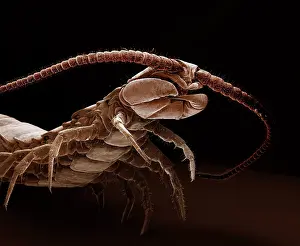 Centipedes: Scanning Electron Micrograph (SEM): Common Centipede