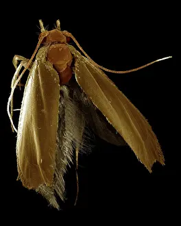 Tineola: Scanning Electron Micrograph (SEM): Common Clothes Moth