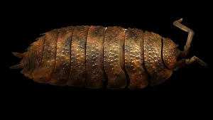 Woodlice: Scanning Electron Micrograph (SEM): Common Rough Woodlouse