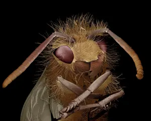 Vespa: Scanning Electron Micrograph (SEM): Common Wasp