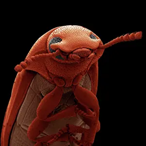 Confused: Scanning Electron Micrograph (SEM): Confused Flour Beetle