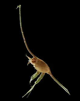 Zoea: Scanning Electron Micrograph (SEM): Crab larvae