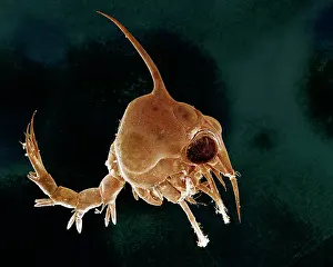 Zoea: Scanning Electron Micrograph (SEM): Crab larvae