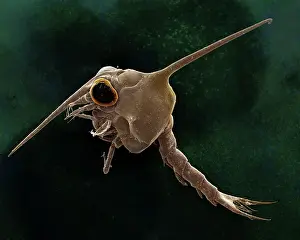 Creepy: Scanning Electron Micrograph (SEM): Crab larvae