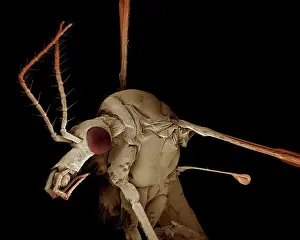 Tipula: Scanning Electron Micrograph (SEM): Crane Fly /
