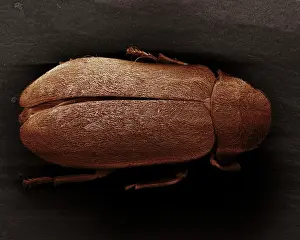 Scanning: Scanning Electron Micrograph (SEM): Death Watch Beetle