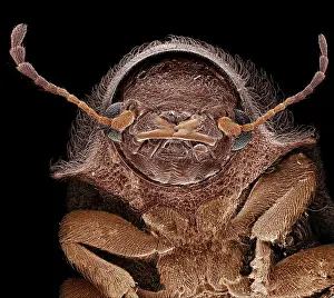Micro: Scanning Electron Micrograph (SEM): Deathwatch Beetle