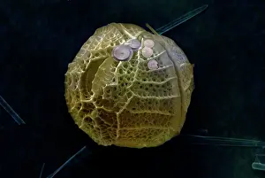 Fragilis: Scanning Electron Micrograph (SEM): Dinoflagellate
