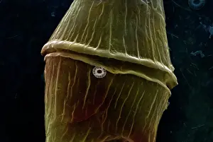 Dinoflagellate: Scanning Electron Micrograph (SEM): Dinoflagellate