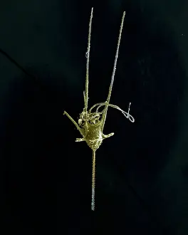 Dinoflagellate: Scanning Electron Micrograph (SEM): Dinoflagellate, Ceratium