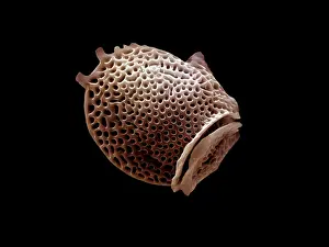 Flagellates: Scanning Electron Micrograph (SEM): Dinoflagellate