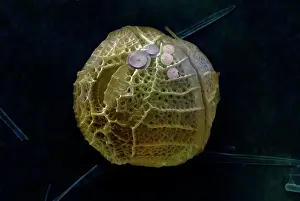 Scanning: Scanning Electron Micrograph (SEM): Dinoflagellate