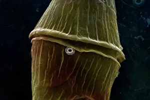 Scanning: Scanning Electron Micrograph (SEM): Dinoflagellate
