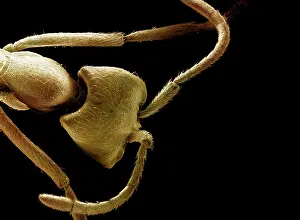 Driver: Scanning Electron Micrograph (SEM): Driver Ant