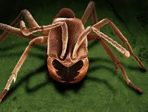 Driver: Scanning Electron Micrograph (SEM): Driver Ant