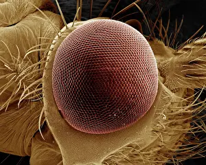 Caddis: Scanning Electron Micrograph (SEM): Eye of a Caddis Fly