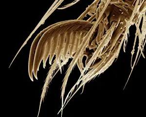 Pholcus: Scanning Electron Micrograph (SEM): a foot of Cellar