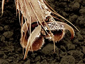 Housefly: Scanning Electron Micrograph (SEM): A foot of a House Fly