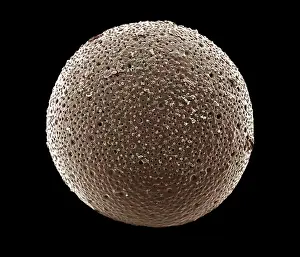 Foraminifera: Scanning Electron Micrograph (SEM): Foraminifera