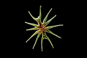 Scanning: Scanning Electron Micrograph (SEM): Freshwater Desmid