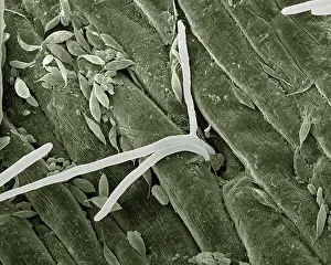 Mold: Scanning Electron Micrograph (SEM): Fusarium