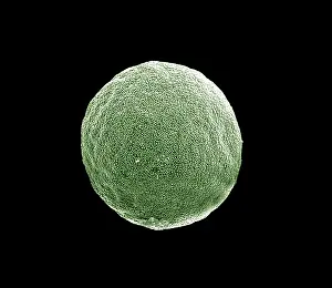 Scanning: Scanning Electron micrograph (SEM): Grass Pollen grains
