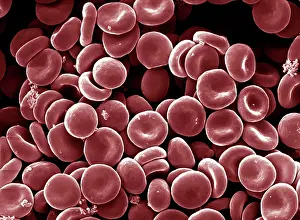 Cells: Scanning Electron Micrograph (SEM): Human Red Blood Cells