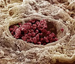 Cells: Scanning Electron Micrograph (SEM): Human skin