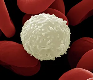 Cells: Scanning Electron Micrograph (SEM): Human White