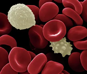Cells: Scanning Electron Micrograph (SEM): Human White
