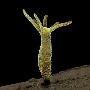 Hydra: Scanning Electron Micrograph (SEM): Hydra