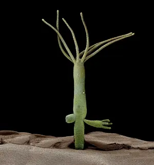 Hydra: Scanning Electron Micrograph (SEM): Hydra