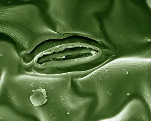 Pore: Scanning Electron Micrograph (SEM) Leaf Stomata