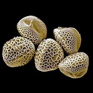 Micro: Scanning Electron micrograph (SEM): Lily Pollen grains