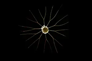 Diatom: Scanning Electron Micrograph (SEM): Marine Diatom