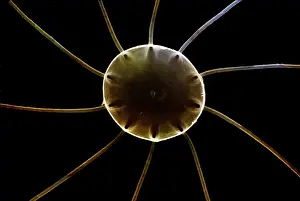 Diatom: Scanning Electron Micrograph (SEM): Marine Diatom