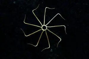 Diatom: Scanning Electron Micrograph (SEM): Marine Diatom