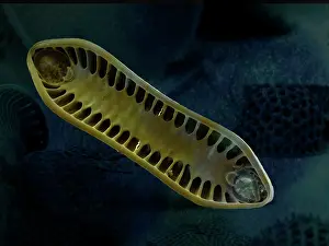 Diatom: Scanning Electron Micrograph (SEM): Marine Diatom