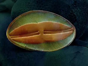 Diatom: Scanning Electron Micrograph (SEM): Marine Diatom