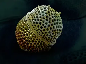 Diatom: Scanning Electron Micrograph (SEM): Marine Diatom