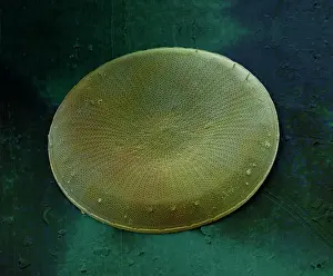 Diatom: Scanning Electron Micrograph (SEM): Marine Diatom